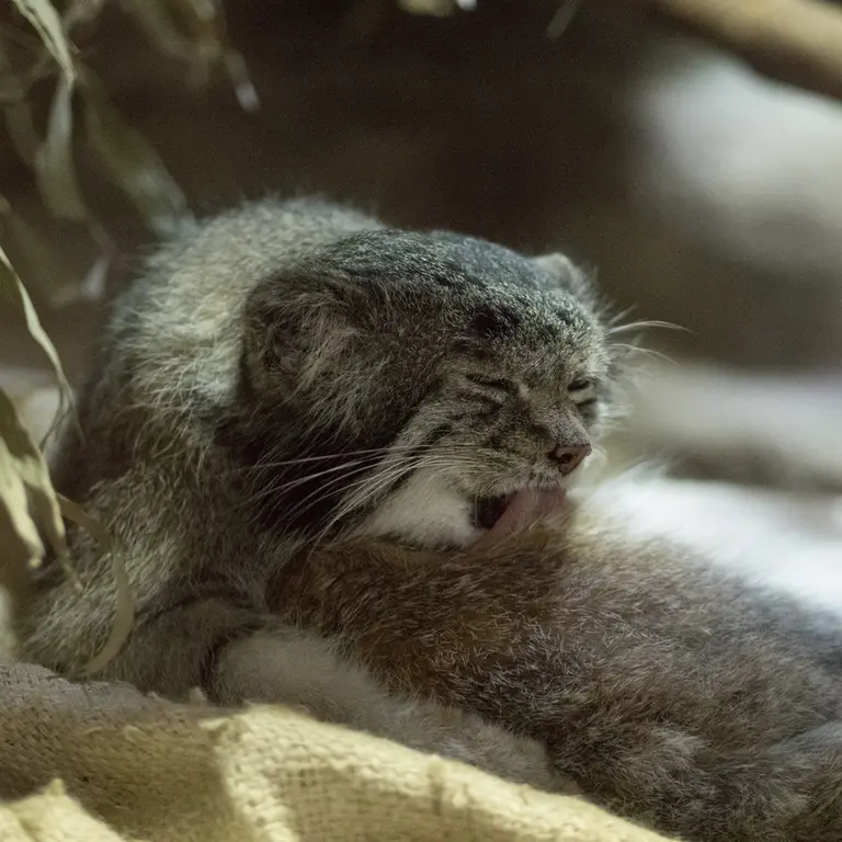 A photograph of Klyon in Ueno Zoological Gardens