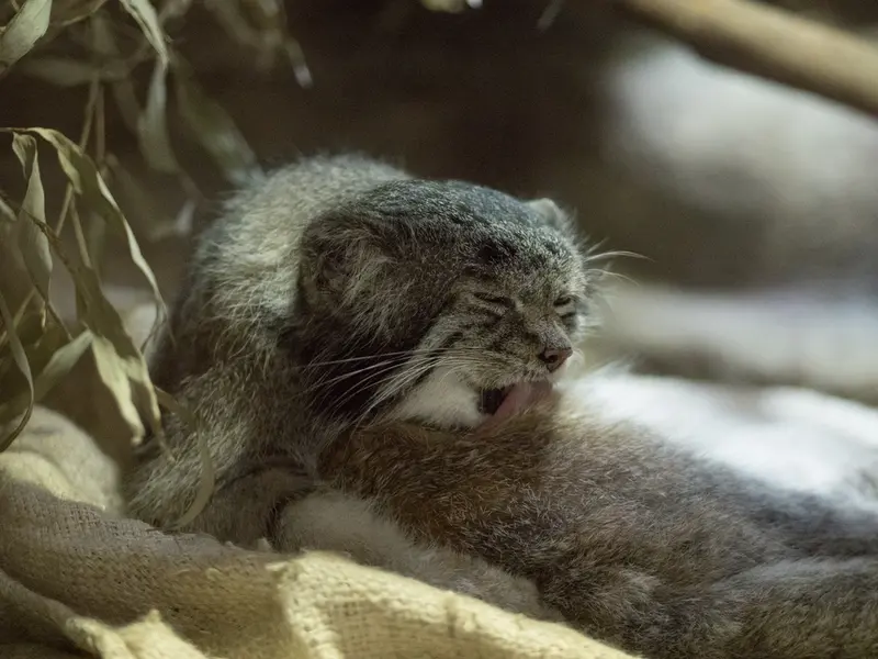 A photograph of Klyon in Ueno Zoological Gardens