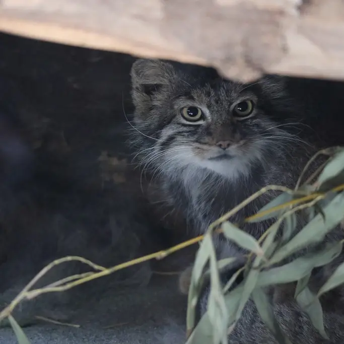 A photograph of Shafran in Ueno Zoological Gardens