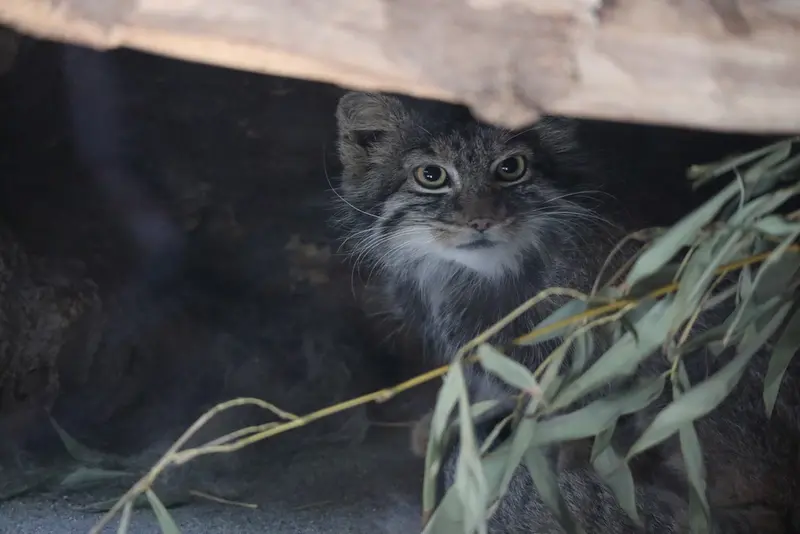 A photograph of Shafran in Ueno Zoological Gardens