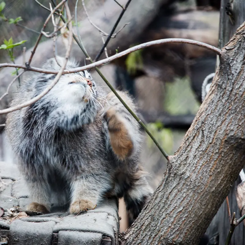 A photograph of Zosya in Novosibirsk Zoo