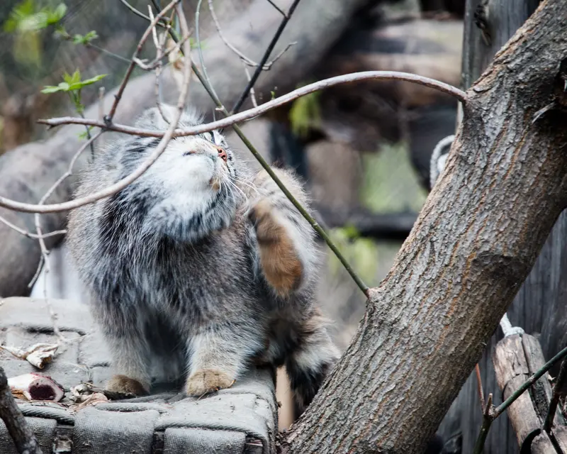 A photograph of Zosya in Novosibirsk Zoo
