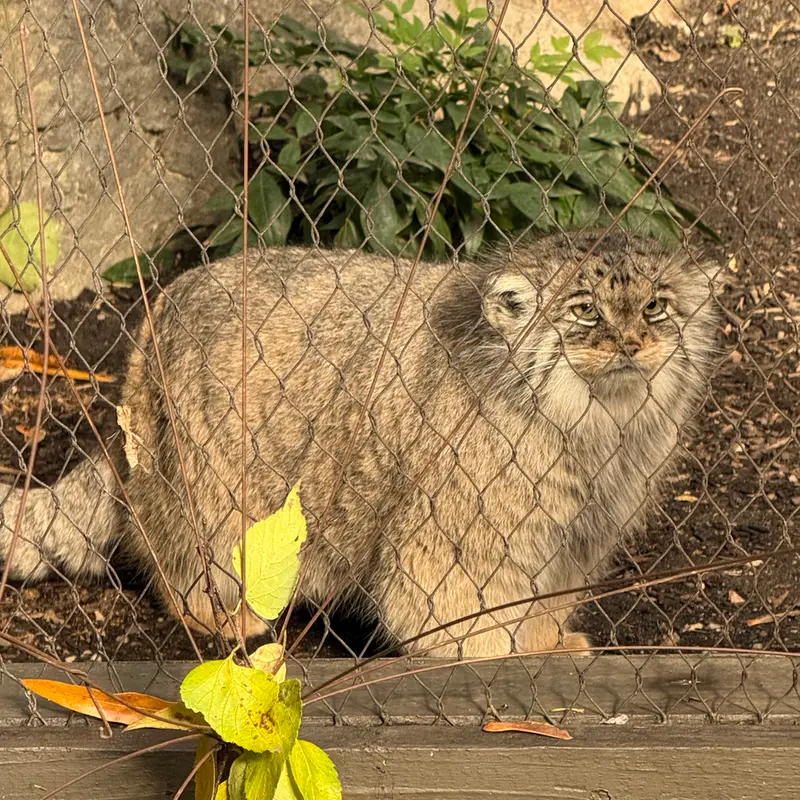 A photograph of Sarnai in Prospect Park Zoo