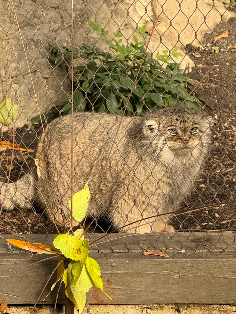 A photograph of Sarnai in Prospect Park Zoo