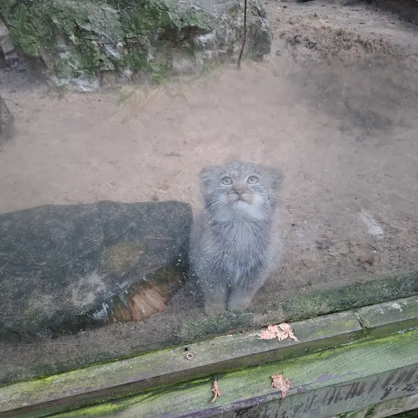 A photograph of Daughter of Alani b. 2025 in Košice Zoo