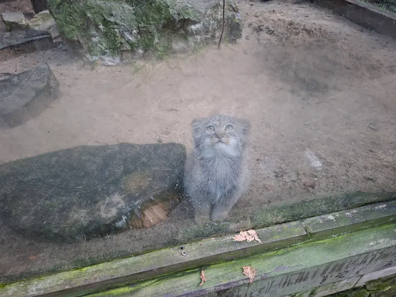 A photograph of Daughter of Alani b. 2025 in Košice Zoo