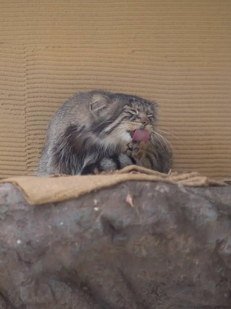 A photograph of Hide in Asahiyama Zoo