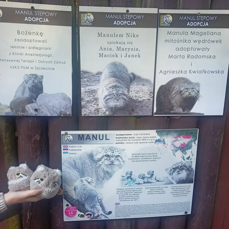 A photograph of a Pallas's cat in Poznan New Zoo