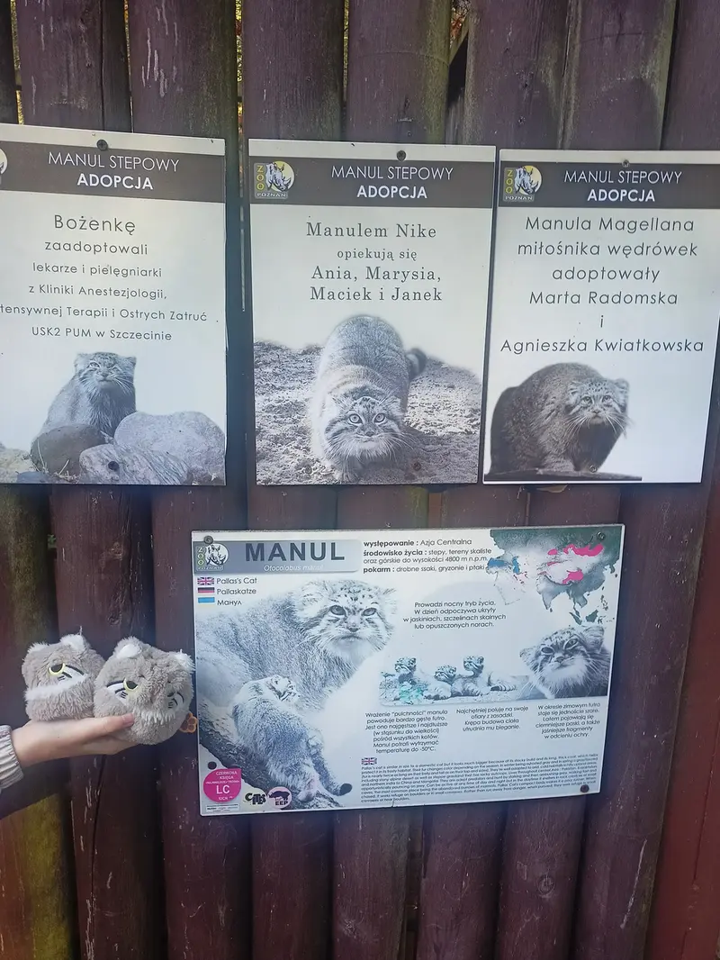 A photograph of a Pallas's cat in Poznan New Zoo