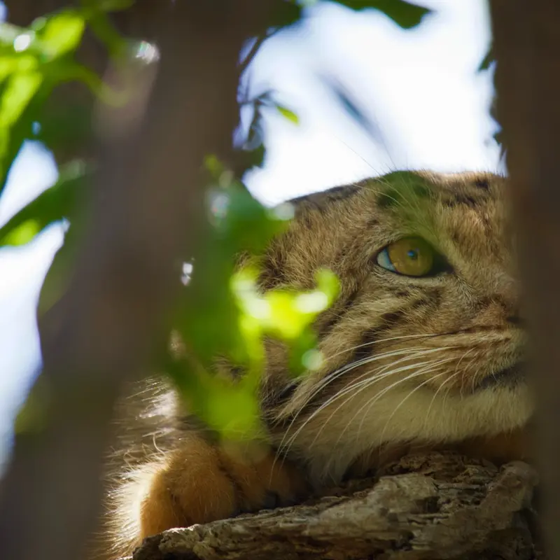A photograph of Manó in Yerevan Zoo