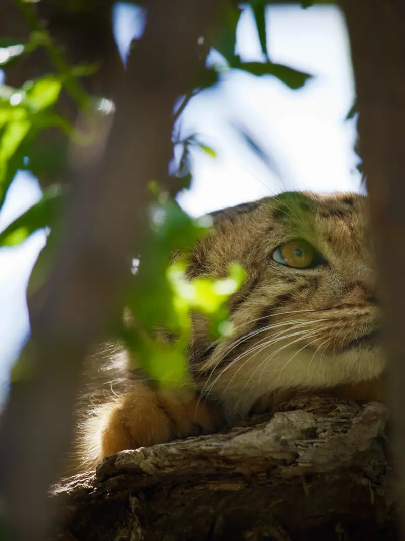 A photograph of Manó in Yerevan Zoo