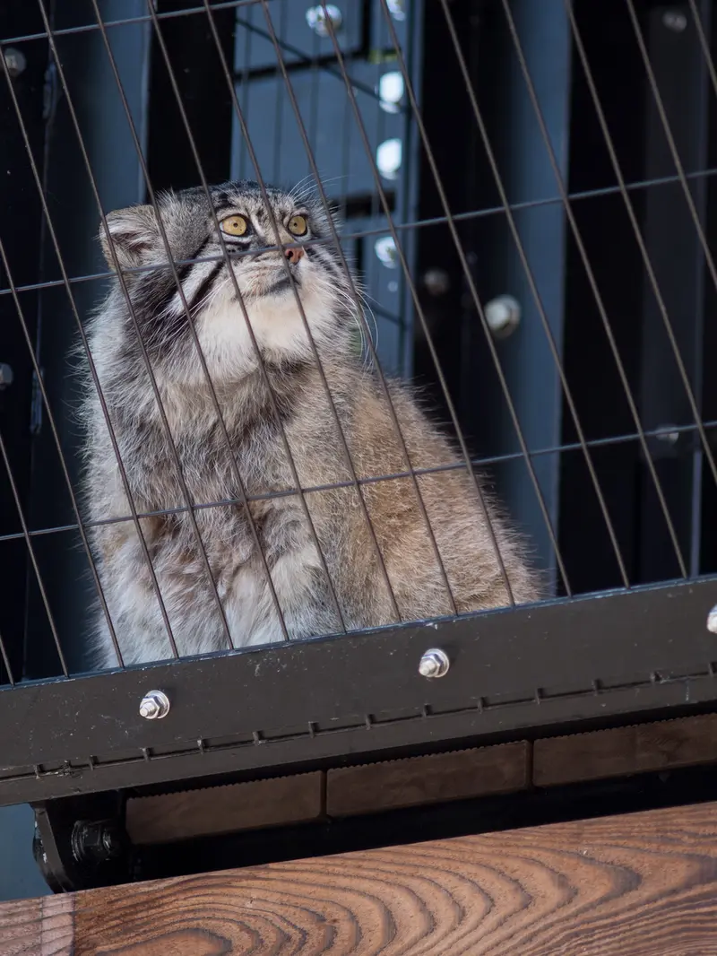 A photograph of Grusha in Asahiyama Zoo