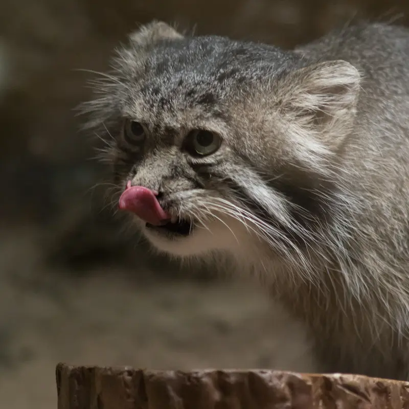 A photograph of Klyon in Ueno Zoological Gardens
