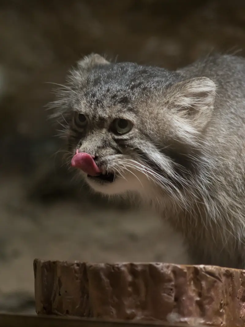 A photograph of Klyon in Ueno Zoological Gardens