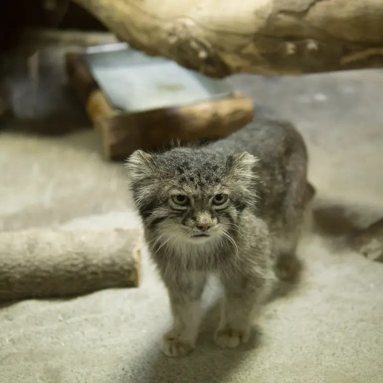 A photograph of Klyon in Ueno Zoological Gardens