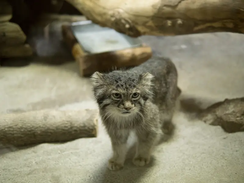 A photograph of Klyon in Ueno Zoological Gardens