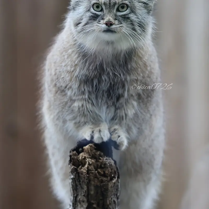 A photograph of Oliva in Saitama Children's Zoo