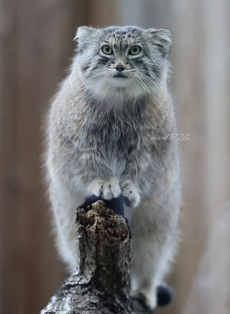 A photograph of Oliva in Saitama Children's Zoo