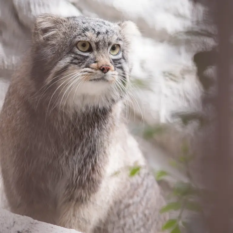 A photograph of Figa in Nogeyama Zoo
