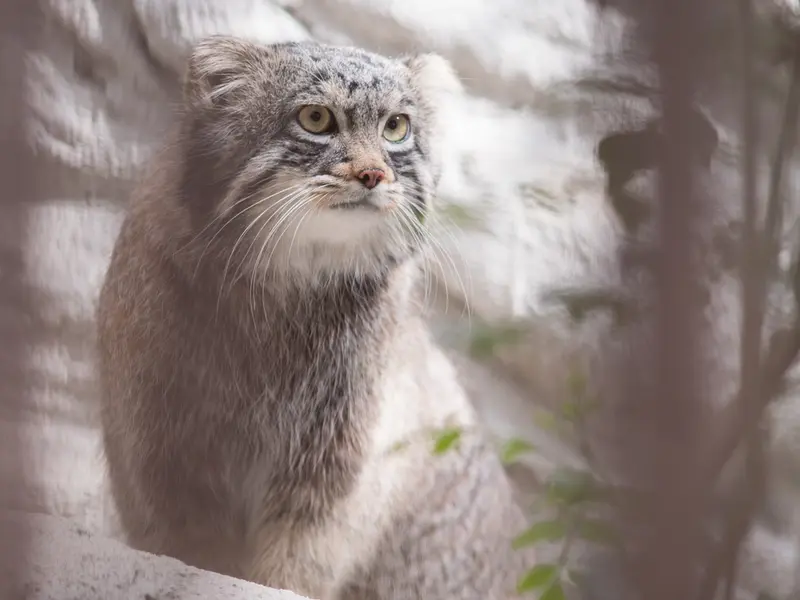 A photograph of Figa in Nogeyama Zoo