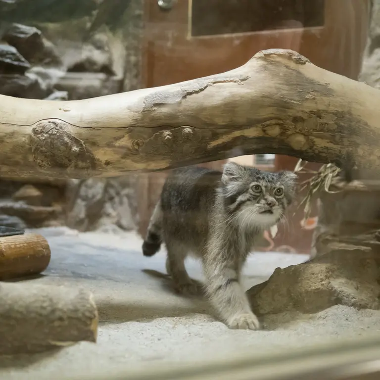 A photograph of Klyon in Ueno Zoological Gardens