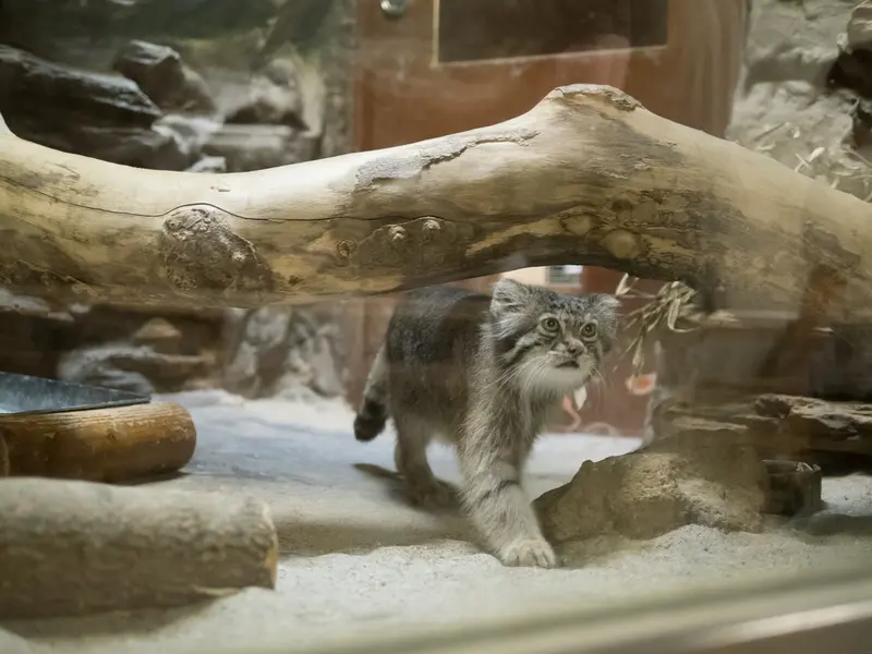 A photograph of Klyon in Ueno Zoological Gardens