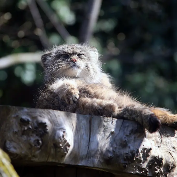 A photograph of Pazzo in Łódź Zoo