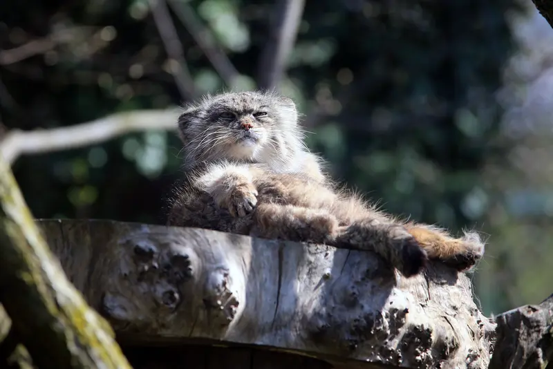A photograph of Pazzo in Łódź Zoo