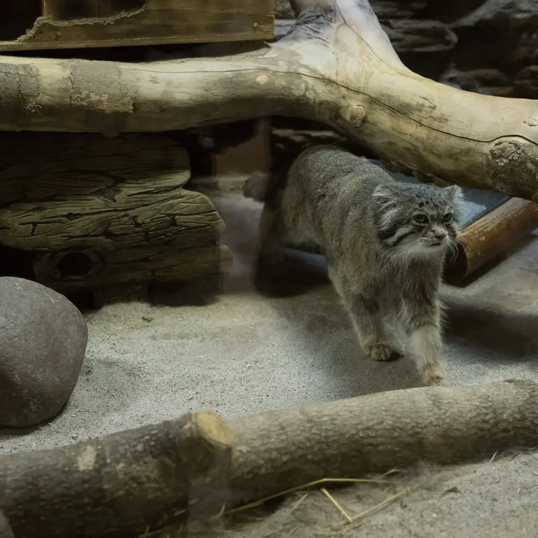 A photograph of Klyon in Ueno Zoological Gardens