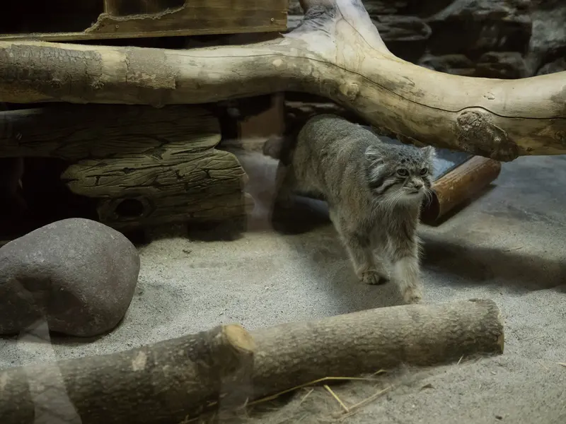 A photograph of Klyon in Ueno Zoological Gardens