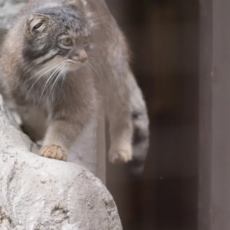 A photograph of Figa in Nogeyama Zoo