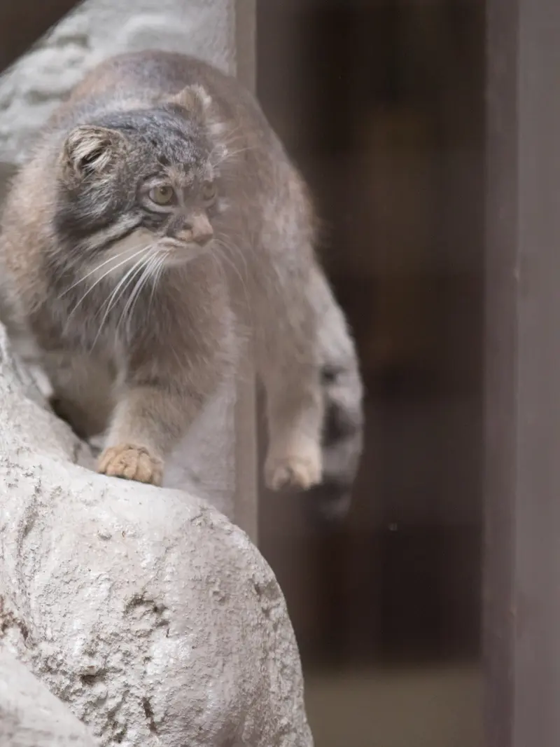 A photograph of Figa in Nogeyama Zoo