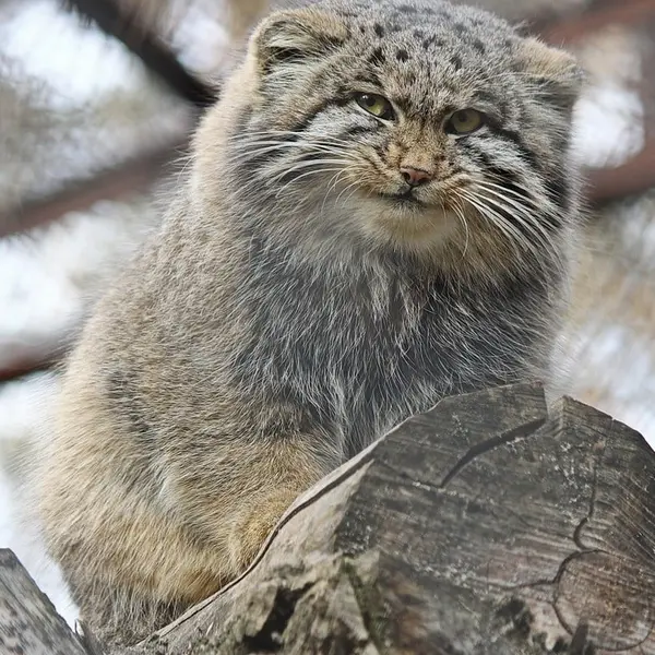 A photograph of Grey in Novosibirsk Zoo