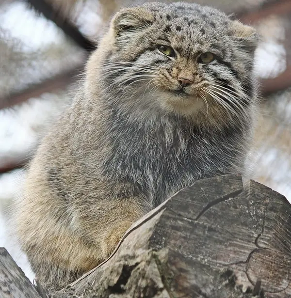 A photograph of Grey in Novosibirsk Zoo