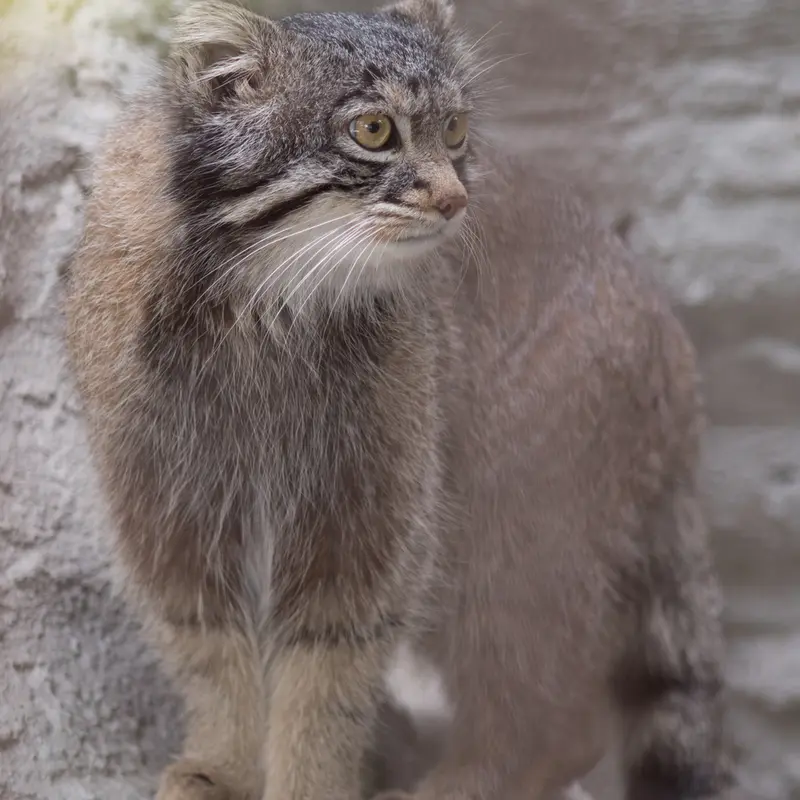 A photograph of Figa in Nogeyama Zoo