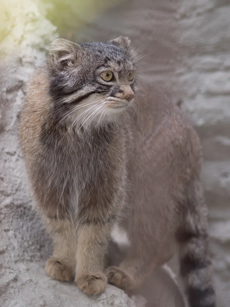 A photograph of Figa in Nogeyama Zoo