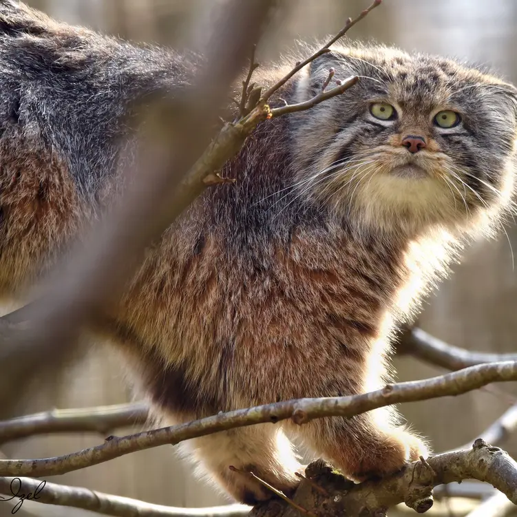 A photograph of Altai in Lumigny Safari Reserve