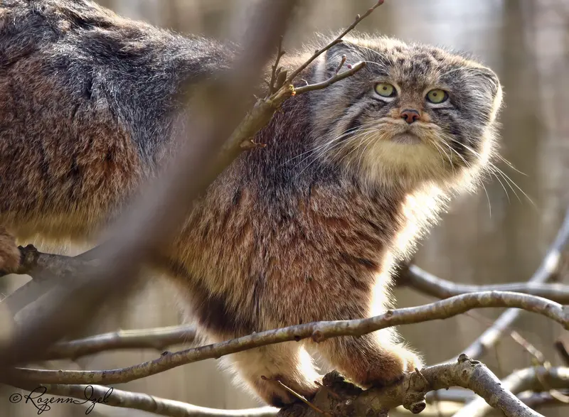 A photograph of Altai in Lumigny Safari Reserve