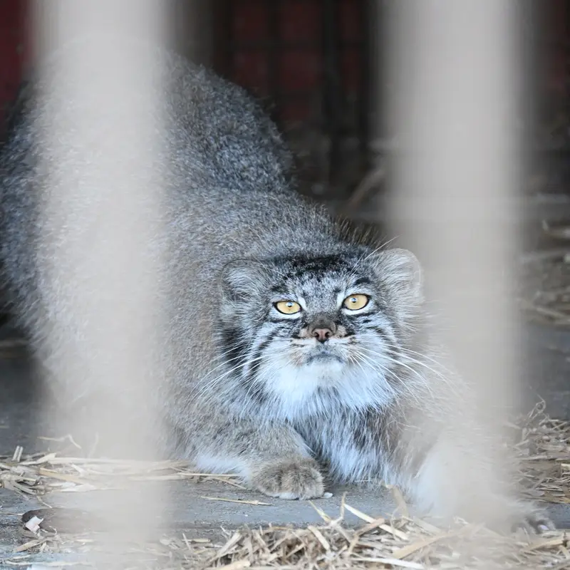 A photograph of Mei in Gokatsuraike Animal Park