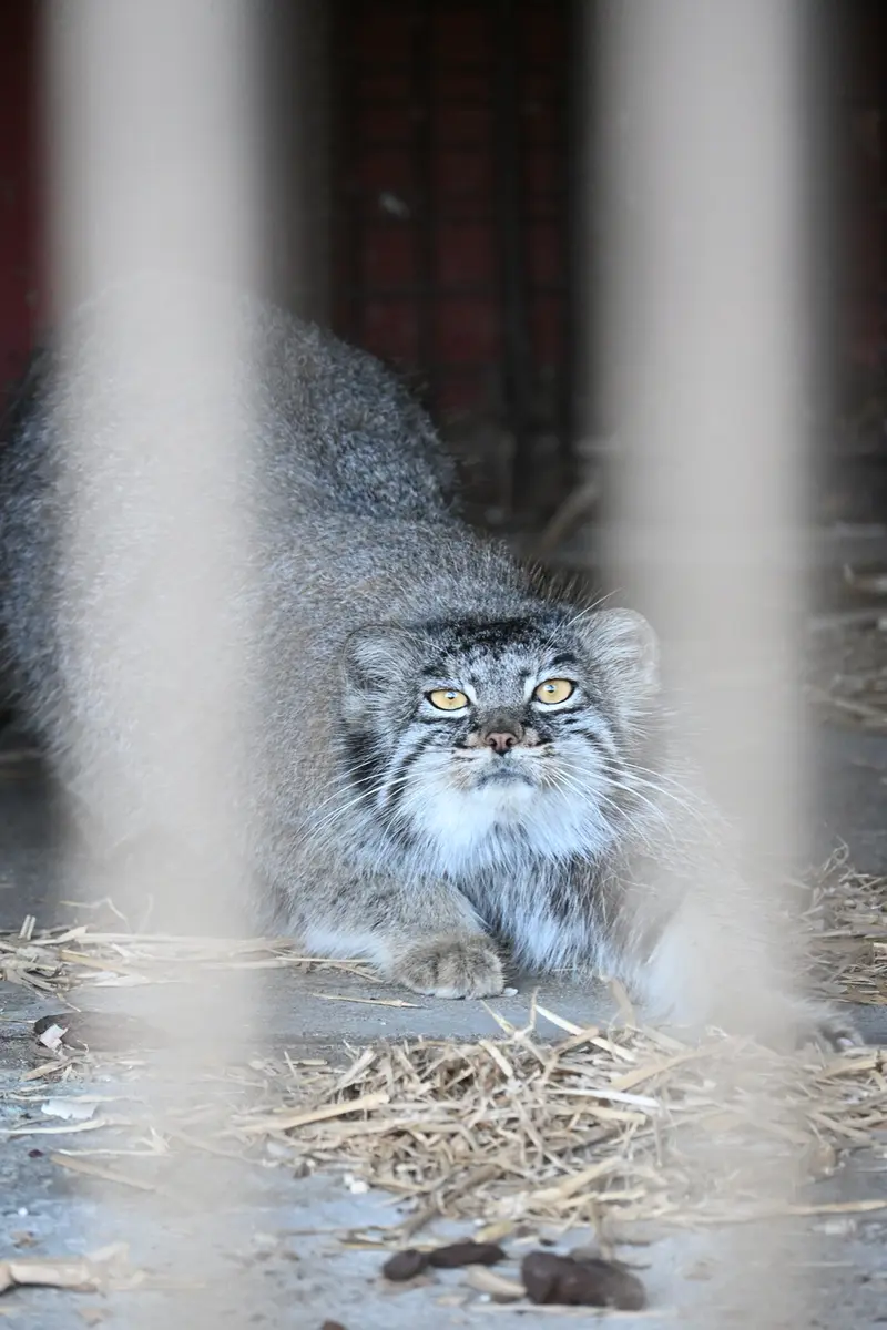 A photograph of Mei in Gokatsuraike Animal Park