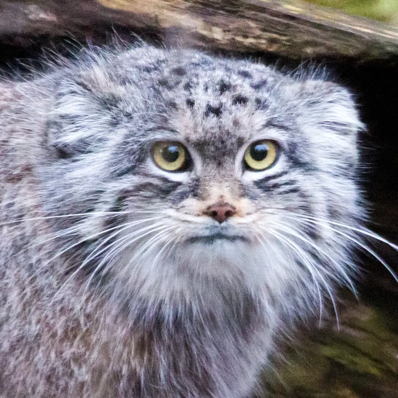 Dalai the Pallas's cat from Korkeasaari Zoo