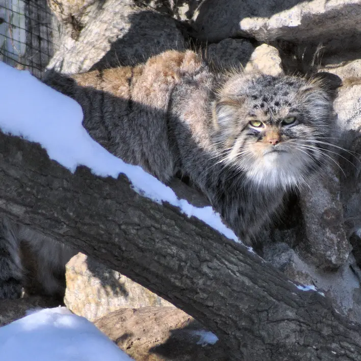 A photograph of Bruce in Görlitz Zoo