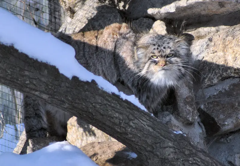A photograph of Bruce in Görlitz Zoo