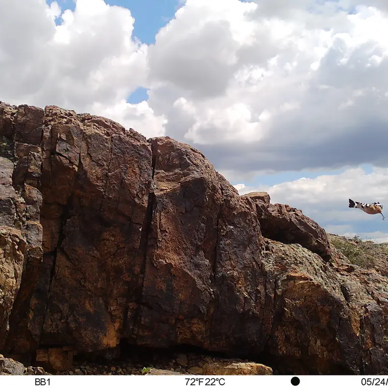 A photograph of Eurasian hoopoe from Aktas-Kunkora [new] camera trap