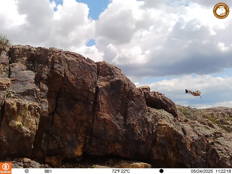 A photograph of Eurasian hoopoe from Aktas-Kunkora [new] camera trap