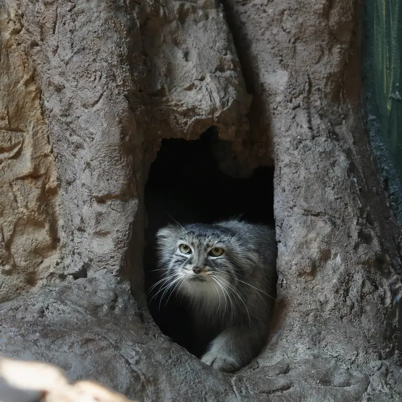 A photograph of Mischa in Birmingham Zoo
