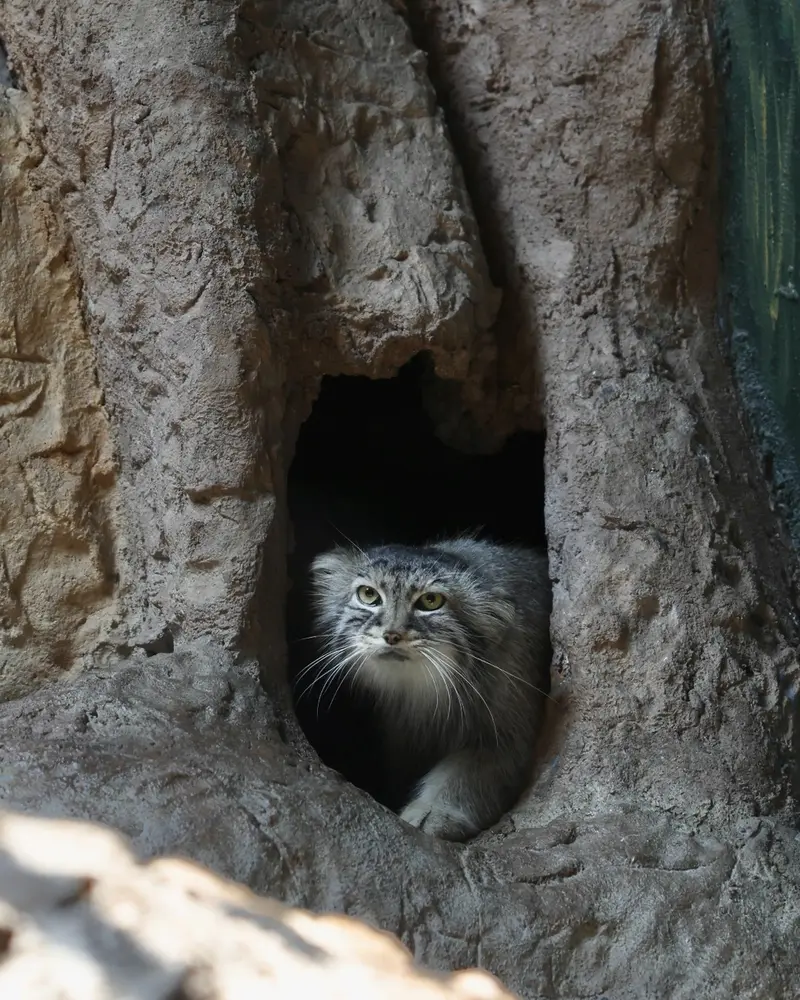 A photograph of Mischa in Birmingham Zoo