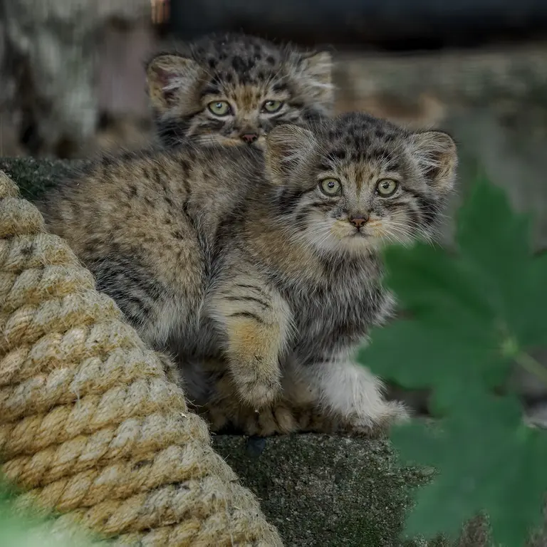 A photograph of a Pallas's cat in Brno Zoo