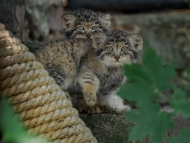 A photograph of a Pallas's cat in Brno Zoo