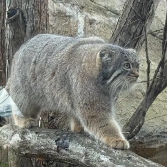 A photograph of Abrikos in Nasu Animal Kingdom